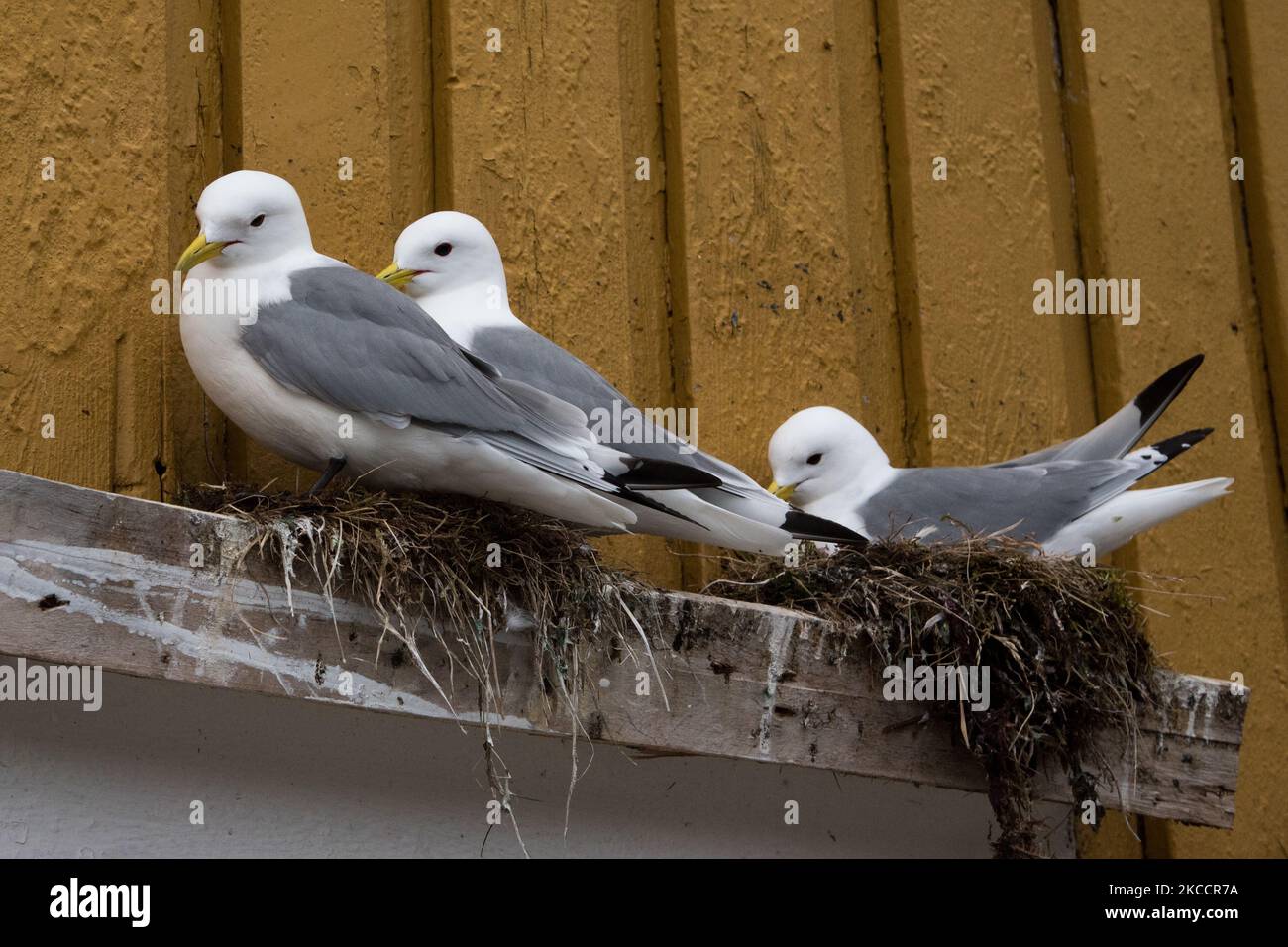 Common gull breeding on a windowsill in Nusfjord at the Lofoten islands in Nordland county in Norway. Stock Photo