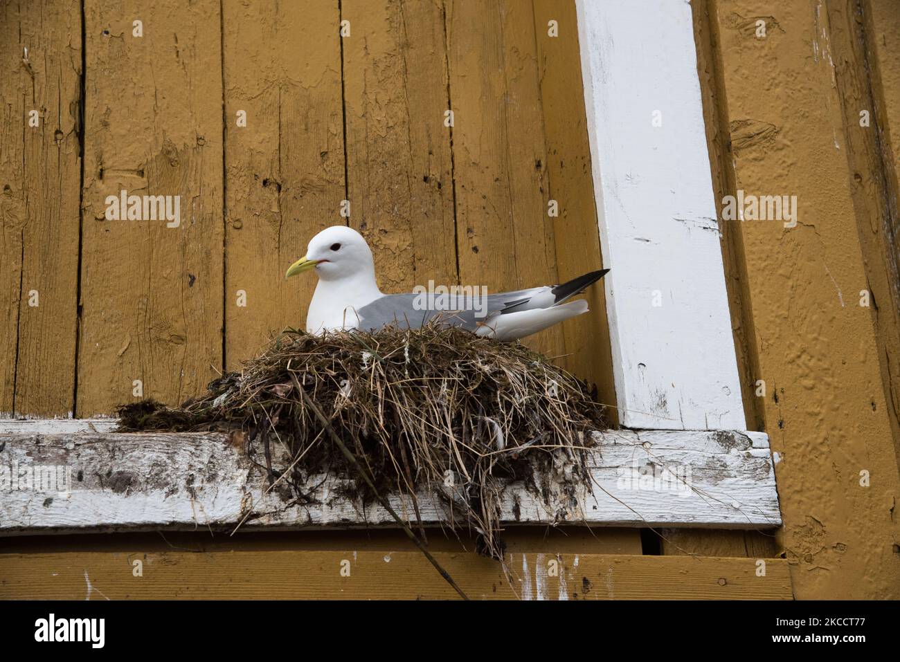 Common gull breeding on a windowsill in Nusfjord at the Lofoten islands in Nordland county in Norway. Stock Photo