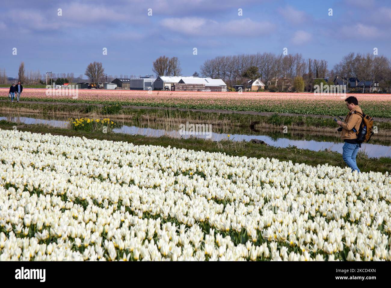 Tourists and local visitors are taking pictures of the beautiful tulip ...