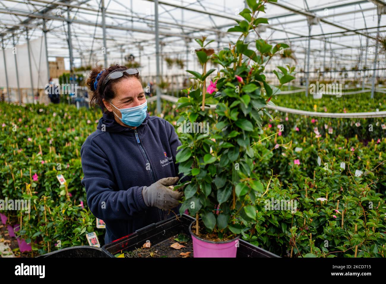 A worker at work in a company that produces and sells plants, in Terlizzi on April 22, 2021. Today is World Earth Day. Name of our planet, and primary asset for human life, for agriculture and beyond. With a clear theme: â€œRestore Our Earthâ€: â€œLet's restore our Earthâ€, to underline the need to preserve the threatened environmental balances and to restore the natural beauty of a global ecosystem on which all life on the planet depends. Agriculture has a very clear commitment: on the one hand, to continue the path already developed in recent decades on sustainability with the support of t Stock Photo