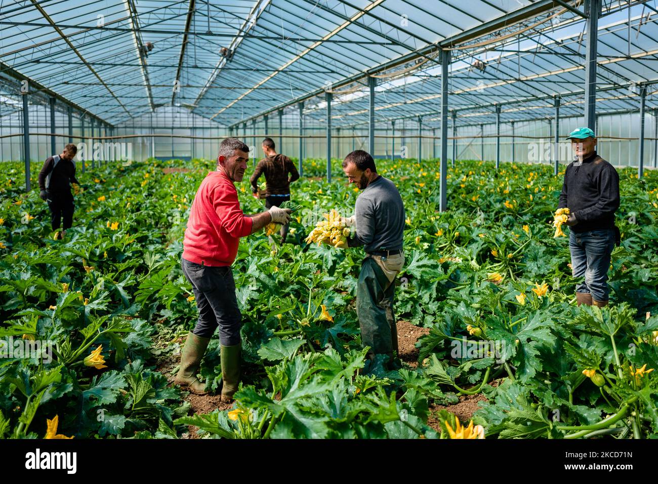 Workers work in a greenhouse to harvest courgettes that will be exported to Italy and abroad, in Molfetta on April 21, 2021. Today is World Earth Day. Name of our planet, and primary asset for human life, for agriculture and beyond. With a clear theme: â€œRestore Our Earthâ€: â€œLet's restore our Earthâ€, to underline the need to preserve the threatened environmental balances and to restore the natural beauty of a global ecosystem on which all life on the planet depends. Agriculture has a very clear commitment: on the one hand, to continue the path already developed in recent decades on sust Stock Photo