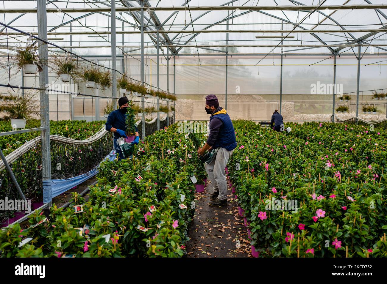 Workers at work in a company that produces and sells plants, in Terlizzi on April 22, 2021. Today is World Earth Day. Name of our planet, and primary asset for human life, for agriculture and beyond. With a clear theme: â€œRestore Our Earthâ€: â€œLet's restore our Earthâ€, to underline the need to preserve the threatened environmental balances and to restore the natural beauty of a global ecosystem on which all life on the planet depends. Agriculture has a very clear commitment: on the one hand, to continue the path already developed in recent decades on sustainability with the support of te Stock Photo