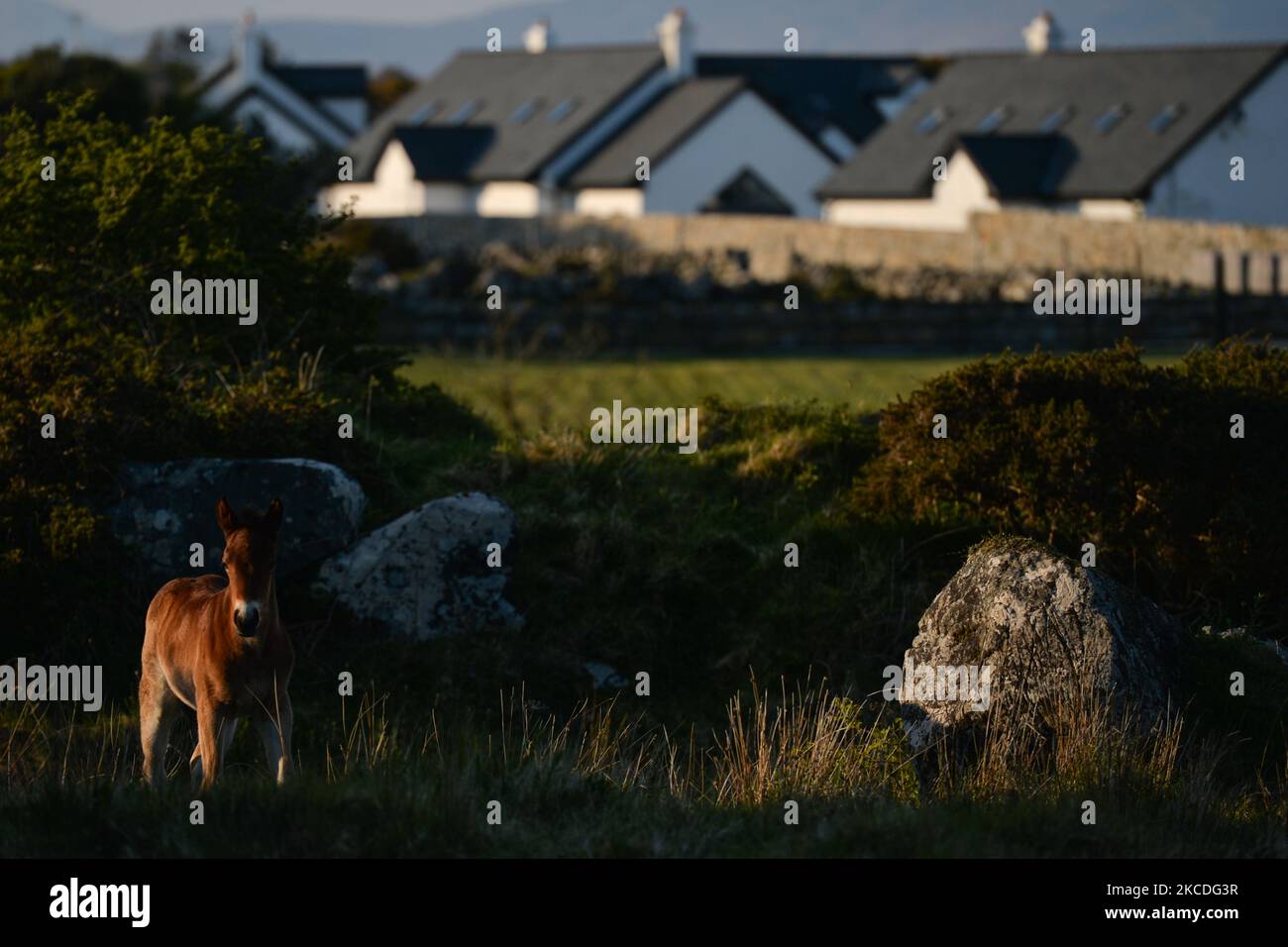 Uyoung horse hi res stock photography and images Alamy