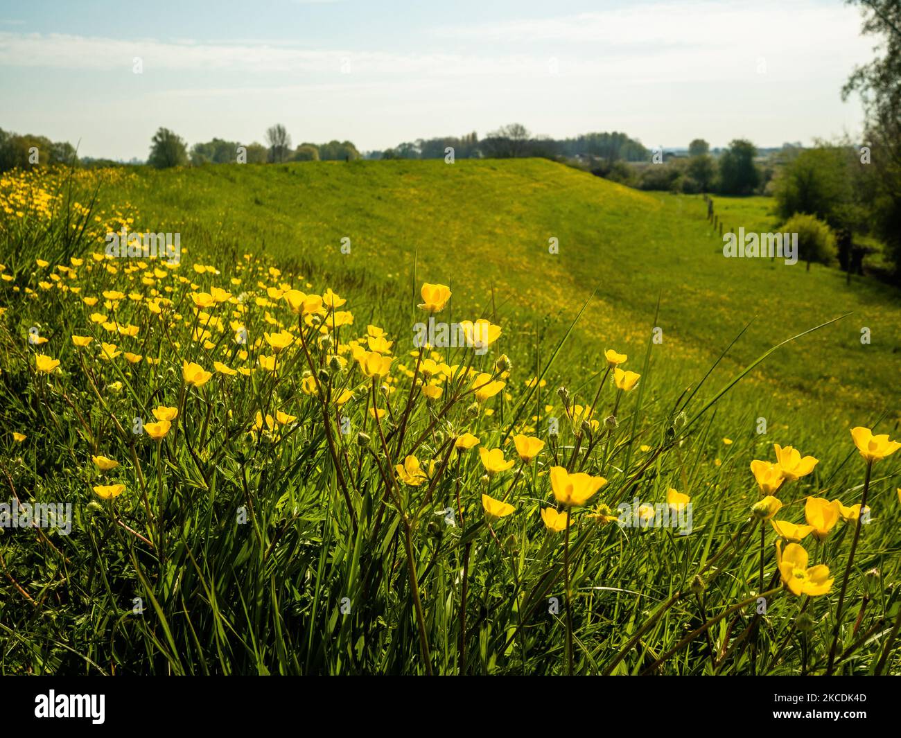 A view of a yellow flower pasture, during the Spring temperatures in The Netherlands, on April 28th, 2021. (Photo by Romy Arroyo Fernandez/NurPhoto) Stock Photo