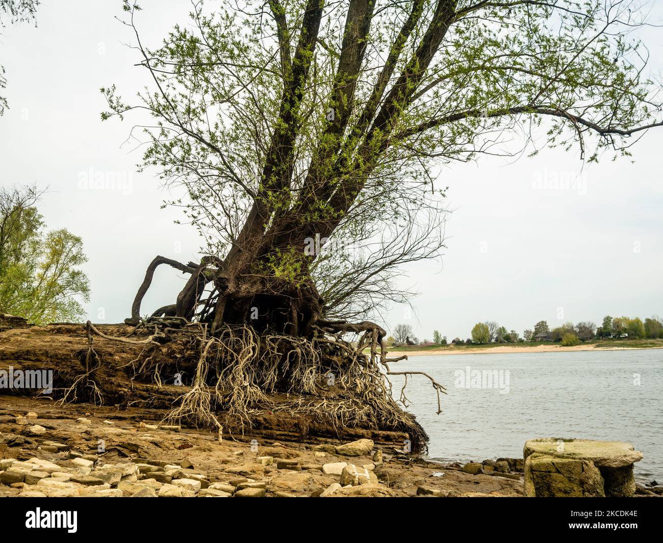 A view of an old tree showing its old big roots placed close to the ...