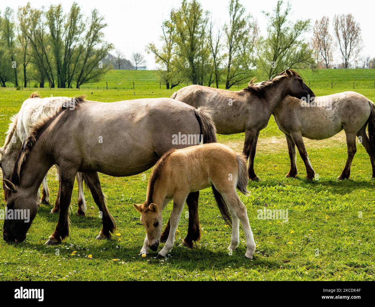 A group of savage horses and a foal are eating grass, during the Spring temperatures in The Netherlands, on April 28th, 2021. (Photo by Romy Arroyo Fernandez/NurPhoto) Stock Photo