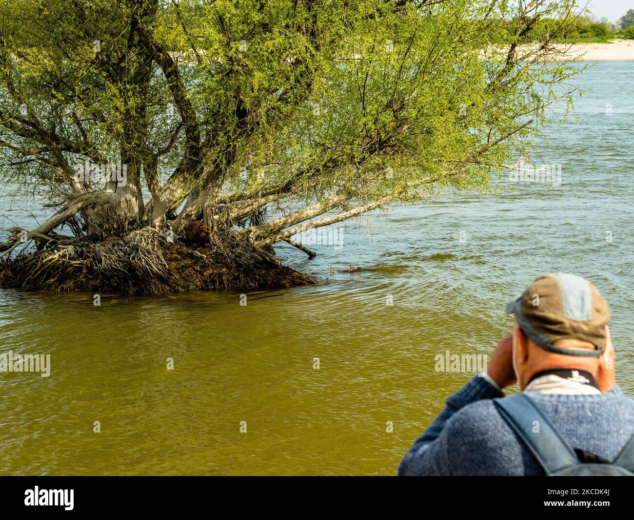 A man is taking a photo of a beaver cleaning herself close to the riverside, during the Spring temperatures in The Netherlands, on April 28th, 2021. (Photo by Romy Arroyo Fernandez/NurPhoto) Stock Photo