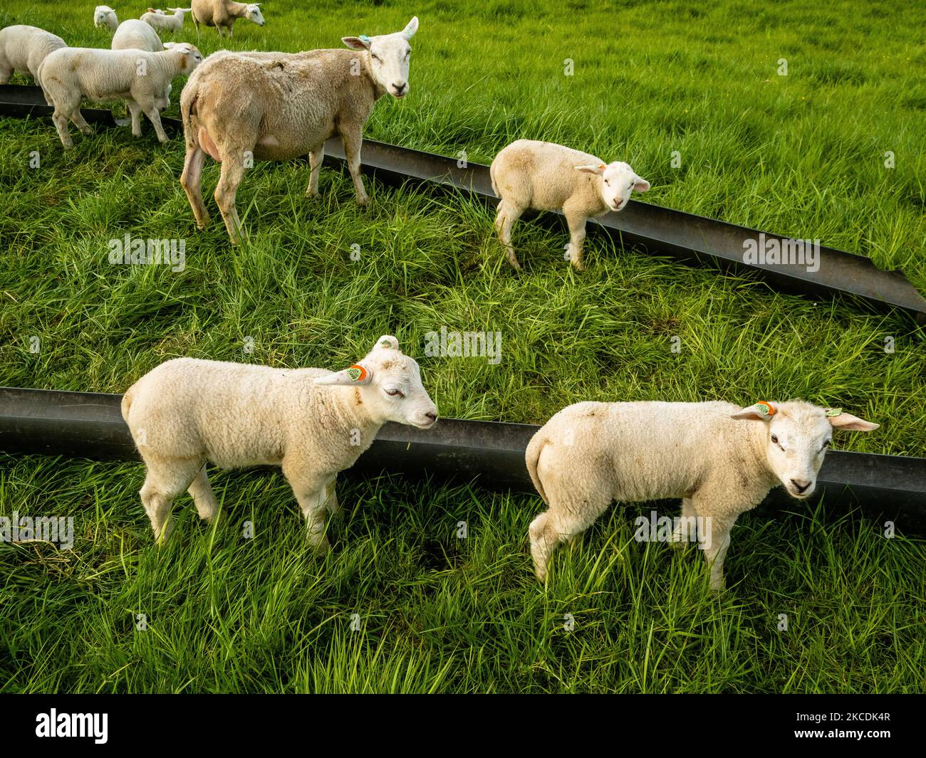 A group of sheep with their young ones are enjoying the good weather, during the Spring temperatures in The Netherlands, on April 28th, 2021. (Photo by Romy Arroyo Fernandez/NurPhoto) Stock Photo
