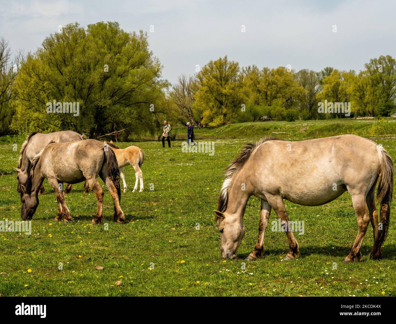 A group of savage horses and a foal are eating grass while two walkers are passing by, during the Spring temperatures in The Netherlands, on April 28th, 2021. (Photo by Romy Arroyo Fernandez/NurPhoto) Stock Photo