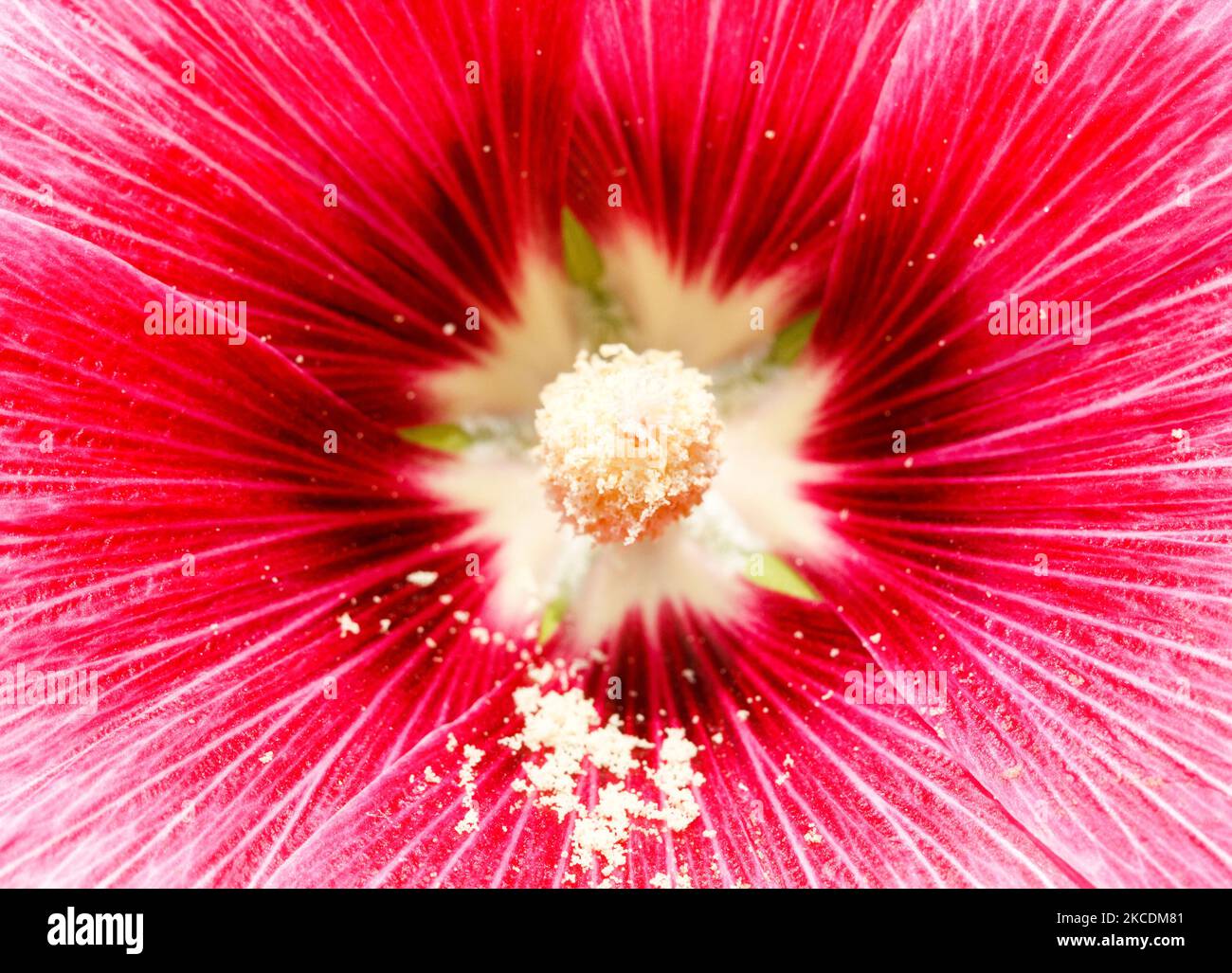 Hollyhock flower Stock Photo