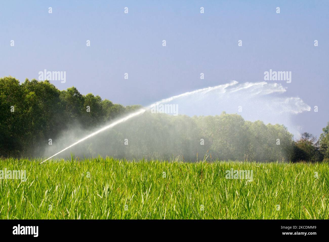 sprinkler head watering the grass in farm Stock Photo