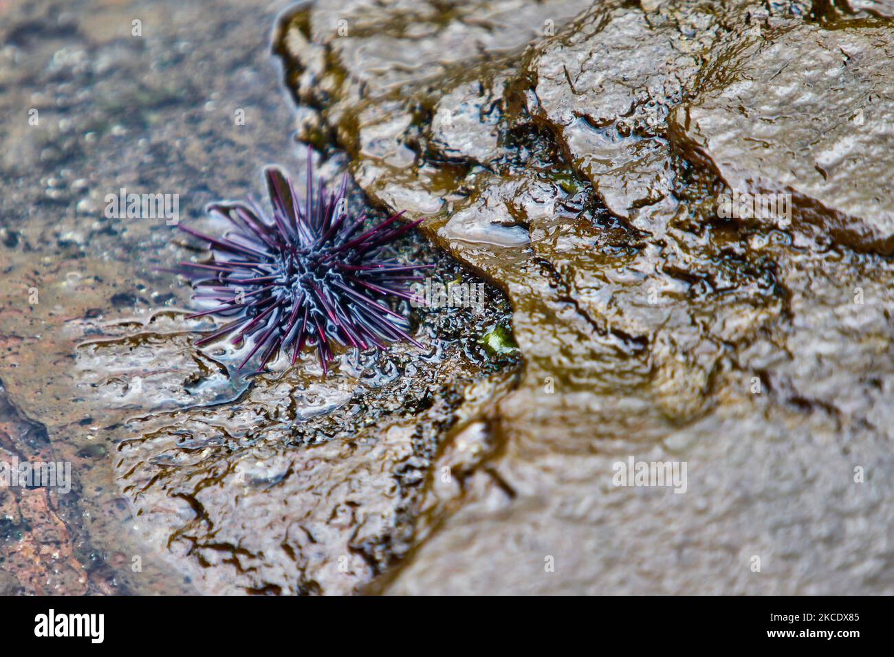 Rock Boring Urchin (Burrowing Sea Urchin) in the South Pacific Sea in Easter Island, Chile. (Photo by Creative Touch Imaging Ltd./NurPhoto) Stock Photo