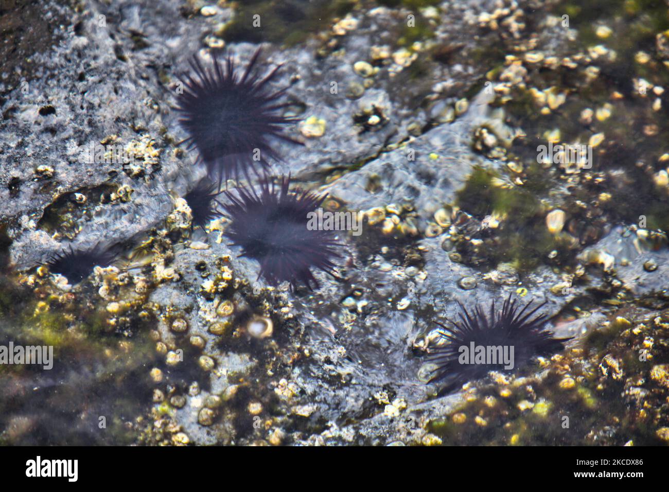 Rock Boring Urchins (Burrowing Sea Urchins) in the South Pacific Sea in Easter Island, Chile. (Photo by Creative Touch Imaging Ltd./NurPhoto) Stock Photo