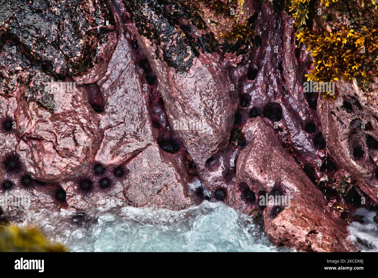Rock Boring Urchins (Burrowing Sea Urchins) along the coast in Easter Island, Chile. (Photo by Creative Touch Imaging Ltd./NurPhoto) Stock Photo