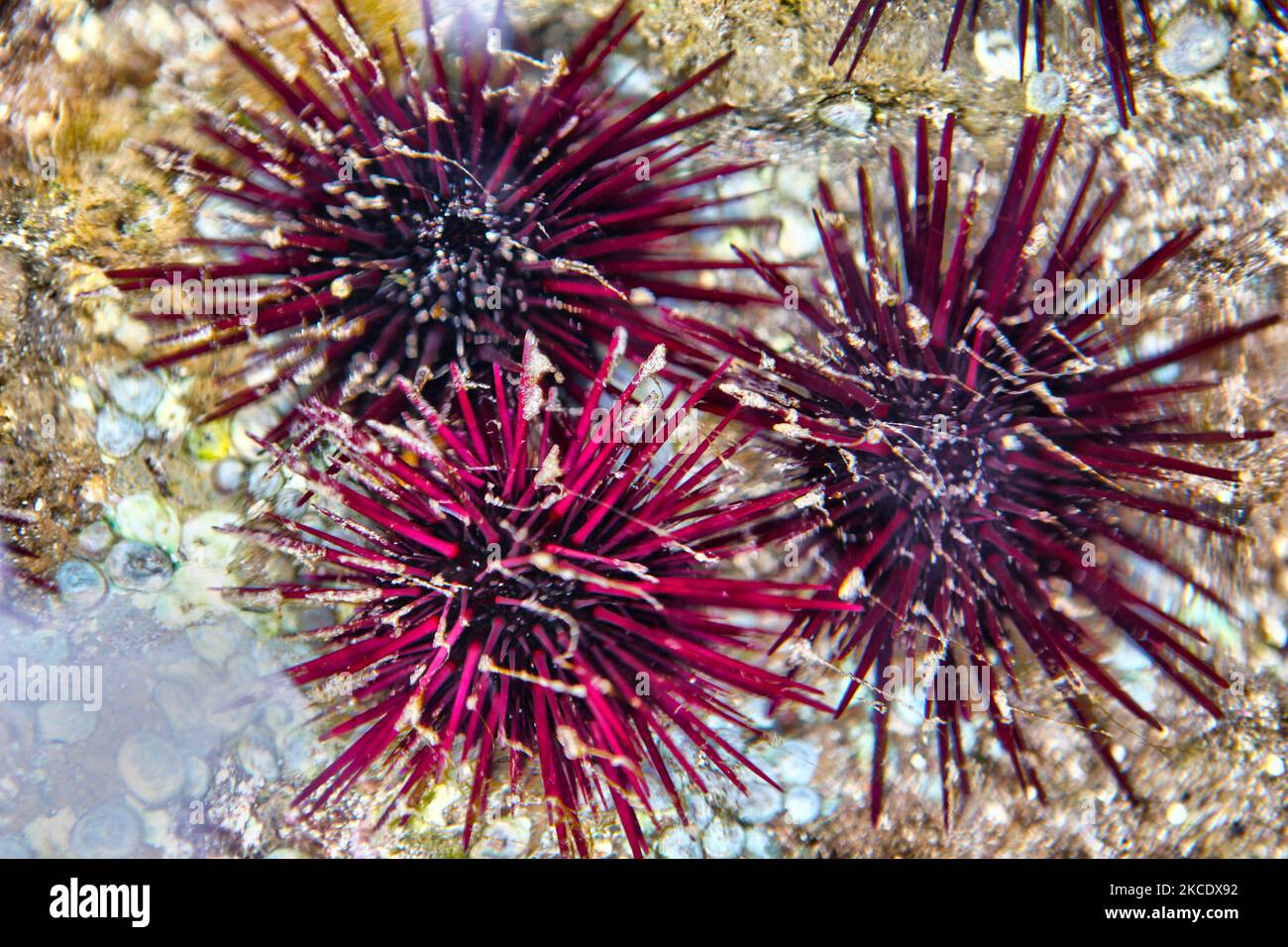 Rock Boring Urchins (Burrowing Sea Urchins) in the South Pacific Sea in Easter Island, Chile. (Photo by Creative Touch Imaging Ltd./NurPhoto) Stock Photo