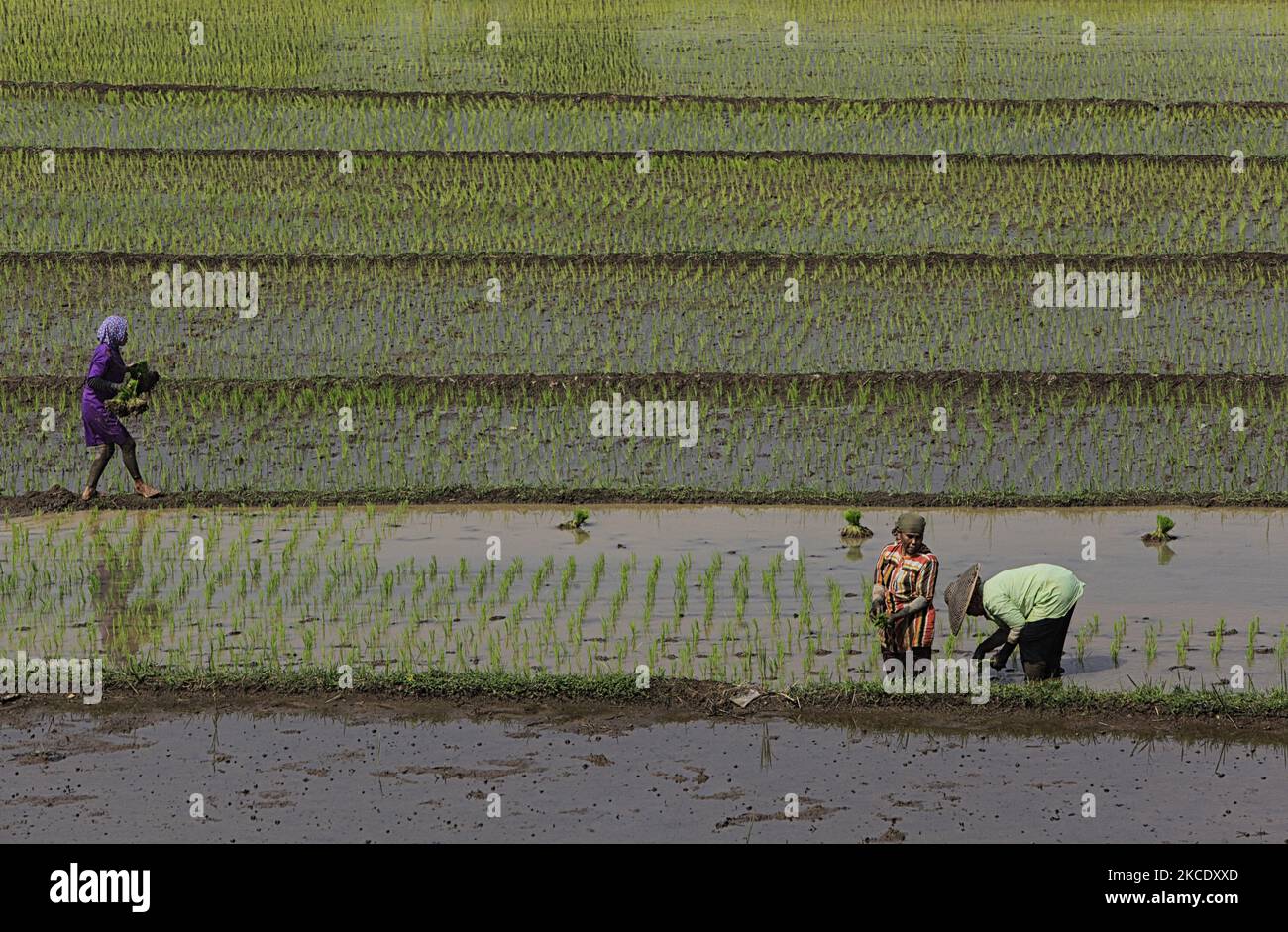 Farmers transplant rice seedlings at the field on May 03, 2021 in Bogor ...