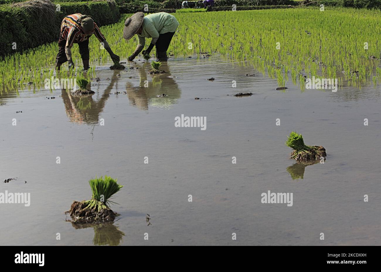 Farmers transplant rice seedlings at the field on May 03, 2021 in Bogor ...
