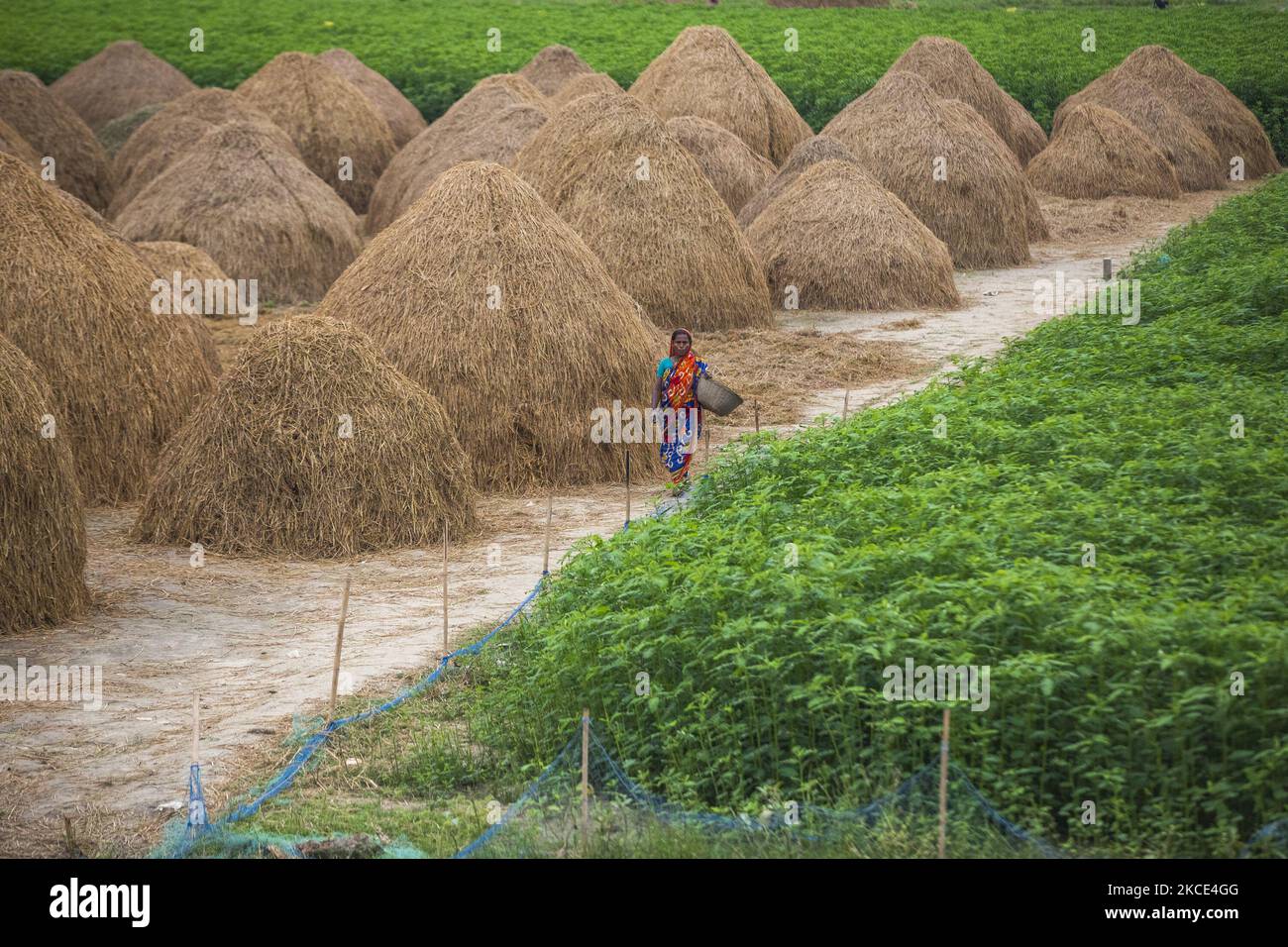 Farmer walks in rice field hi-res stock photography and images - Alamy