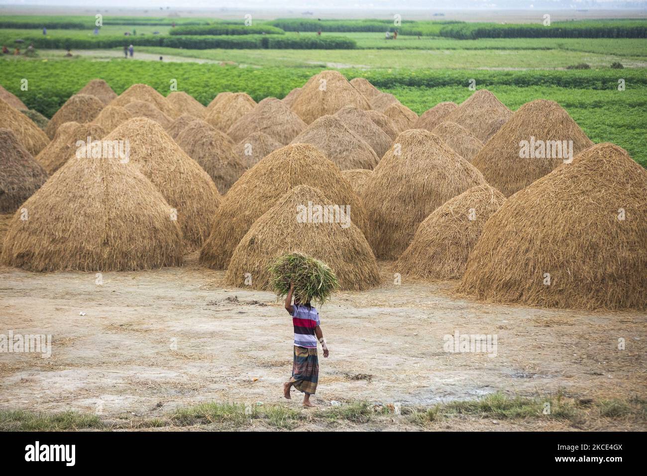 Farmer walks in rice field hi-res stock photography and images - Alamy