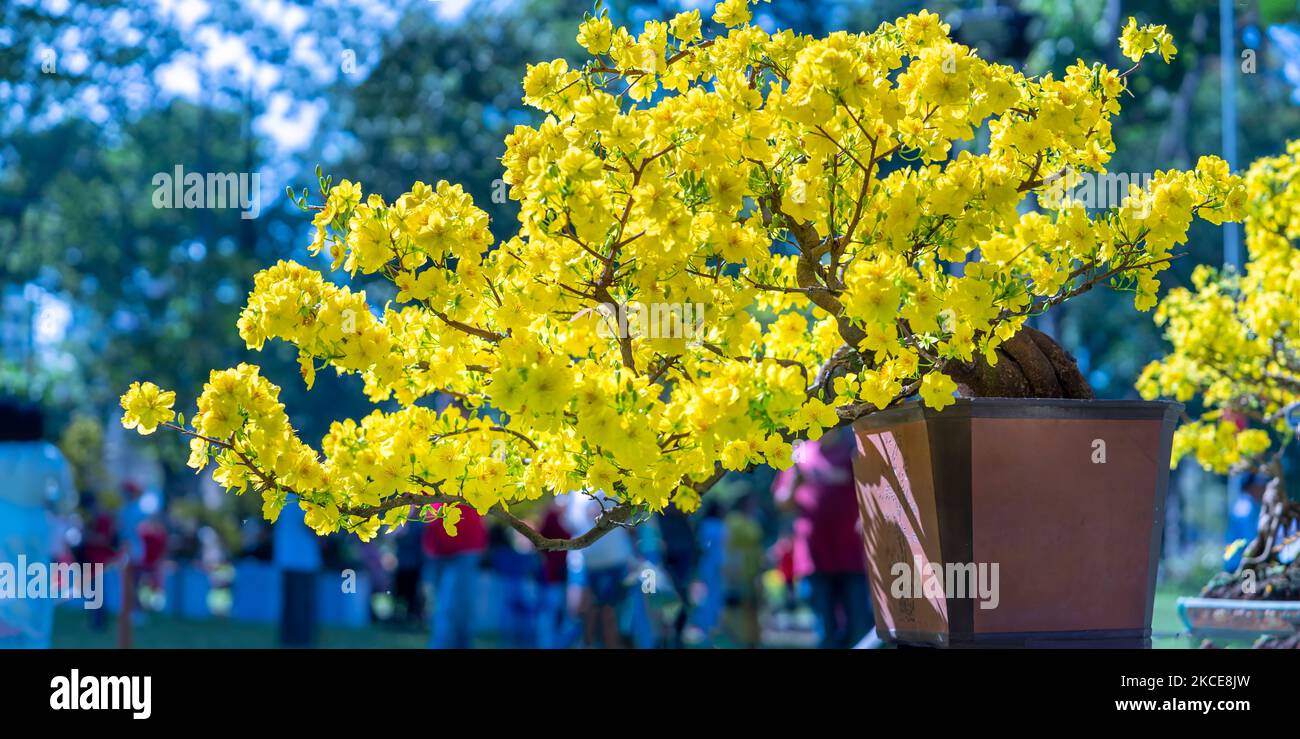 Apricot bonsai tree blooming with yellow flowering branches curving create unique beauty. This is a special wrong tree symbolizes luck, prosperity Stock Photo