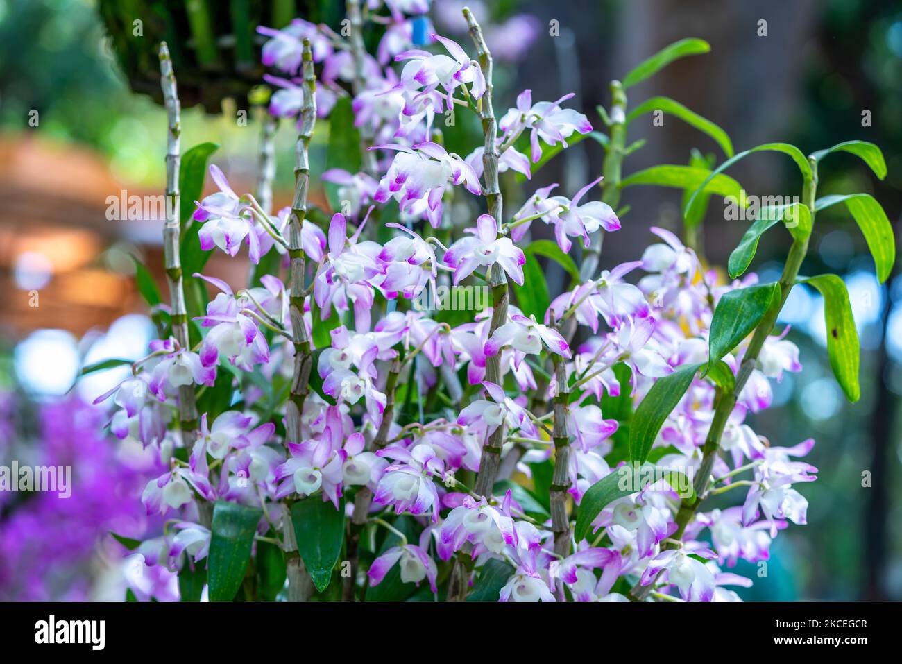 Dendrobium flowers bloom in spring lunar new year 2022 adorn the beauty