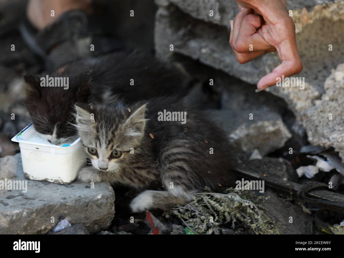 One of the cats of Ahmed Mosabeh, a 28-year-old Palestinian man with ...