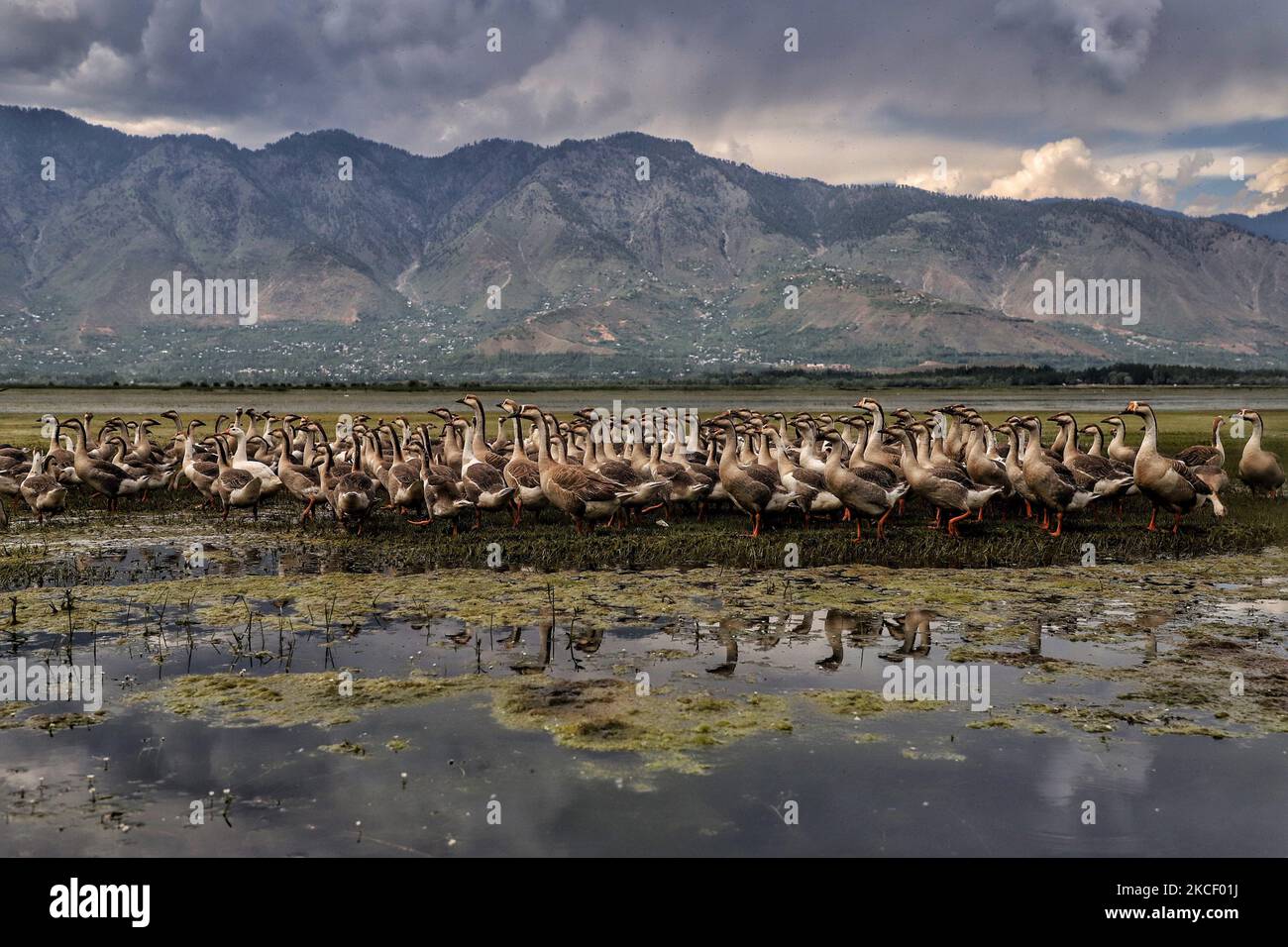 A Group of Swans is seen in Wular Lake on 20 May 2021. Wular Lake is