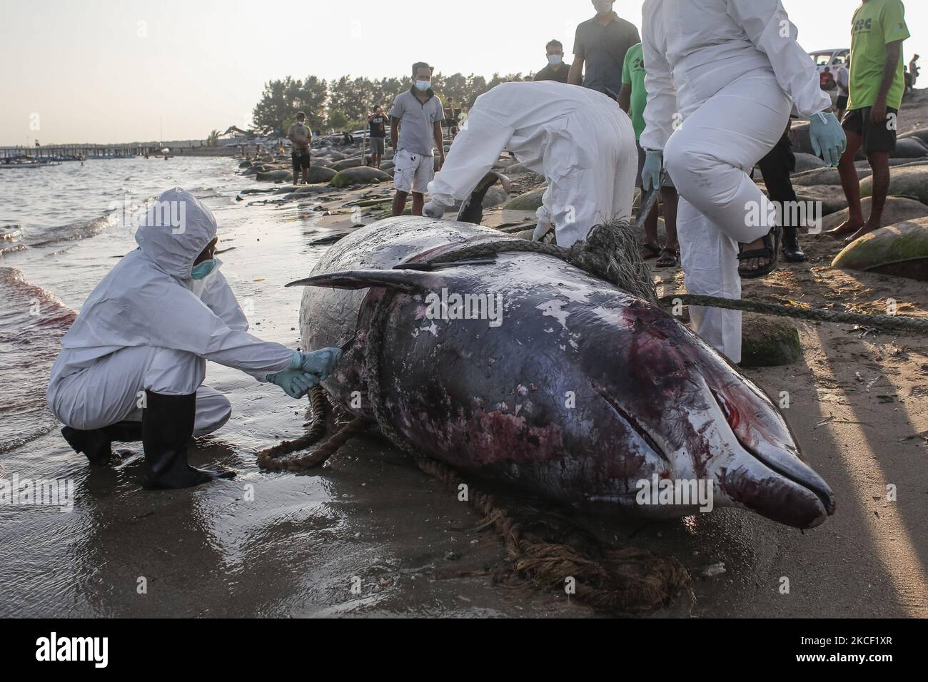 Veterinaries carry out necropsy on a caracas of Cuvier Beaked Whale (Ziphius cavirostris) in Mertasari Beach, Denpasar, Bali, Indonesia on May 21 2021. This 5,3 meters whale was found dead by local floating off coast and being pulled to shore for necropsy and buried. Beaked Cuvier Whale is one of rare marine mammal which lives across Indonesian sea and can dive at 3000 meter above sea level. (Photo by Johanes Christo/NurPhoto) Stock Photo