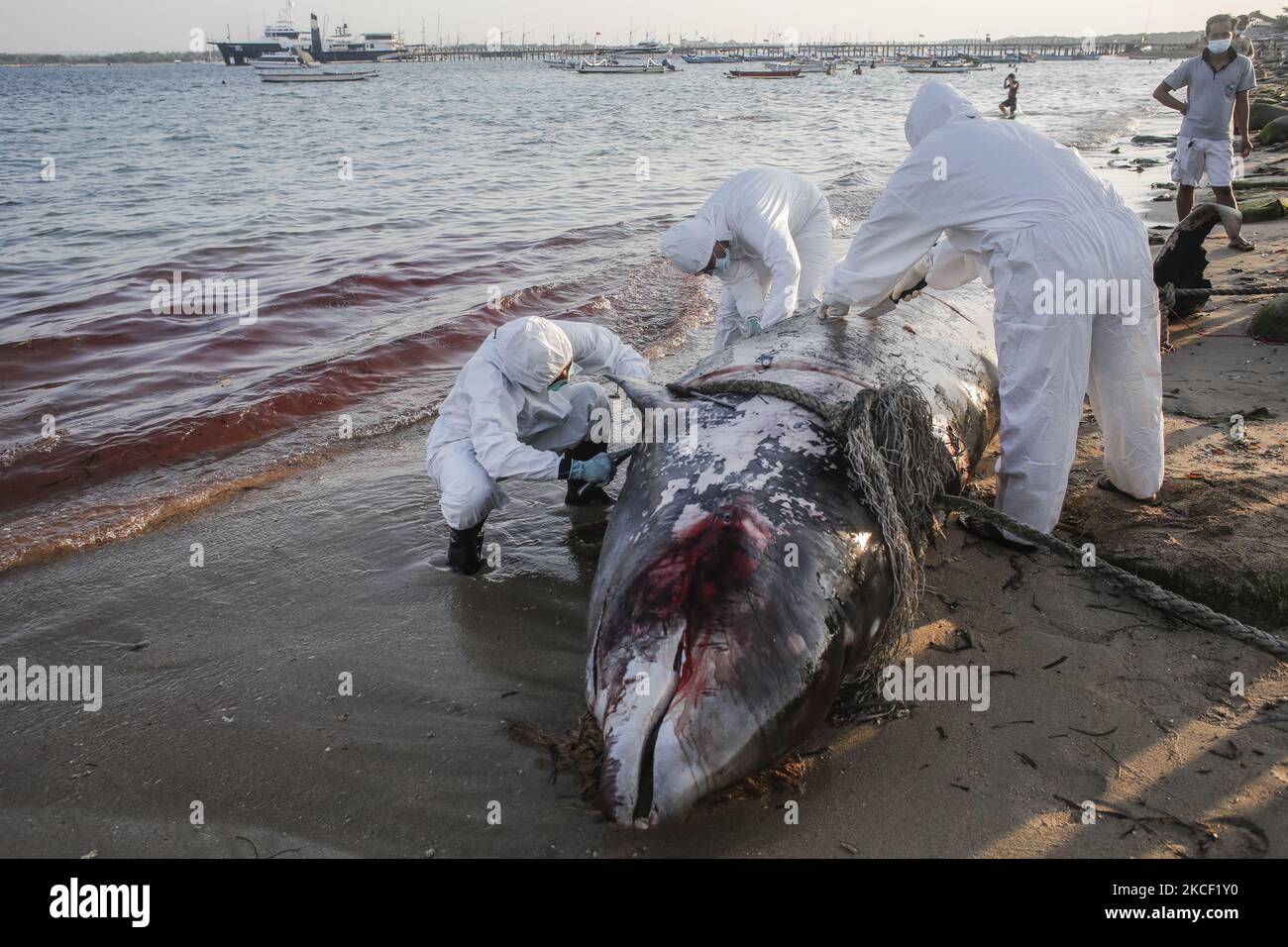 Veterinaries carry out necropsy on a caracas of Cuvier Beaked Whale (Ziphius cavirostris) in Mertasari Beach, Denpasar, Bali, Indonesia on May 21 2021. This 5,3 meters whale was found dead by local floating off coast and being pulled to shore for necropsy and buried. Beaked Cuvier Whale is one of rare marine mammal which lives across Indonesian sea and can dive at 3000 meter above sea level. (Photo by Johanes Christo/NurPhoto) Stock Photo