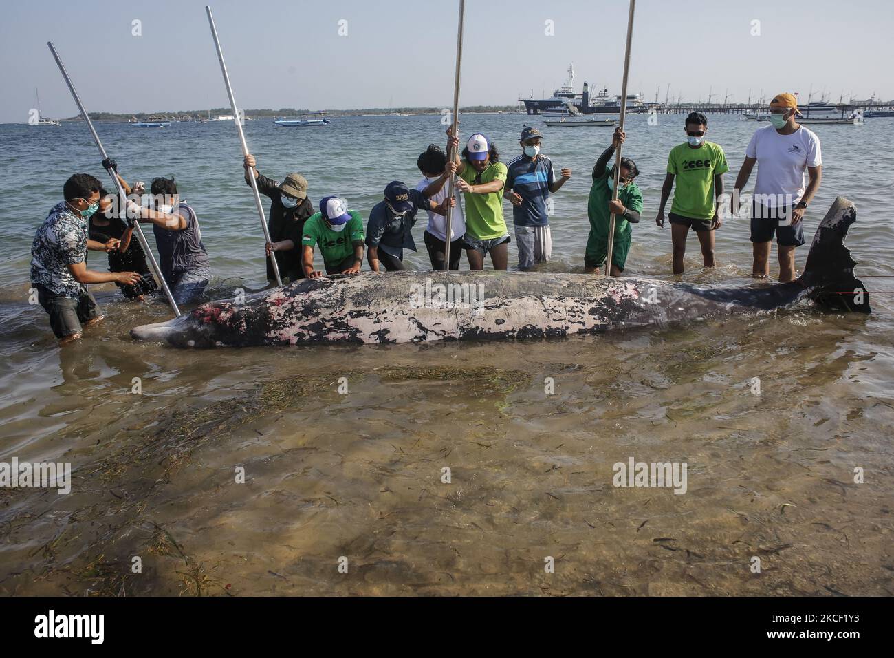 Volunteers tries to move a caracas of Cuvier Beaked Whale (Ziphius cavirostris) in Mertasari Beach, Denpasar, Bali, Indonesia on May 21 2021. This 5,3 meters whale was found dead by local floating off coast and being pulled to shore for necropsy and buried. Beaked Cuvier Whale is one of rare marine mammal which lives across Indonesian sea and can dive at 3000 meter above sea level. (Photo by Johanes Christo/NurPhoto) Stock Photo