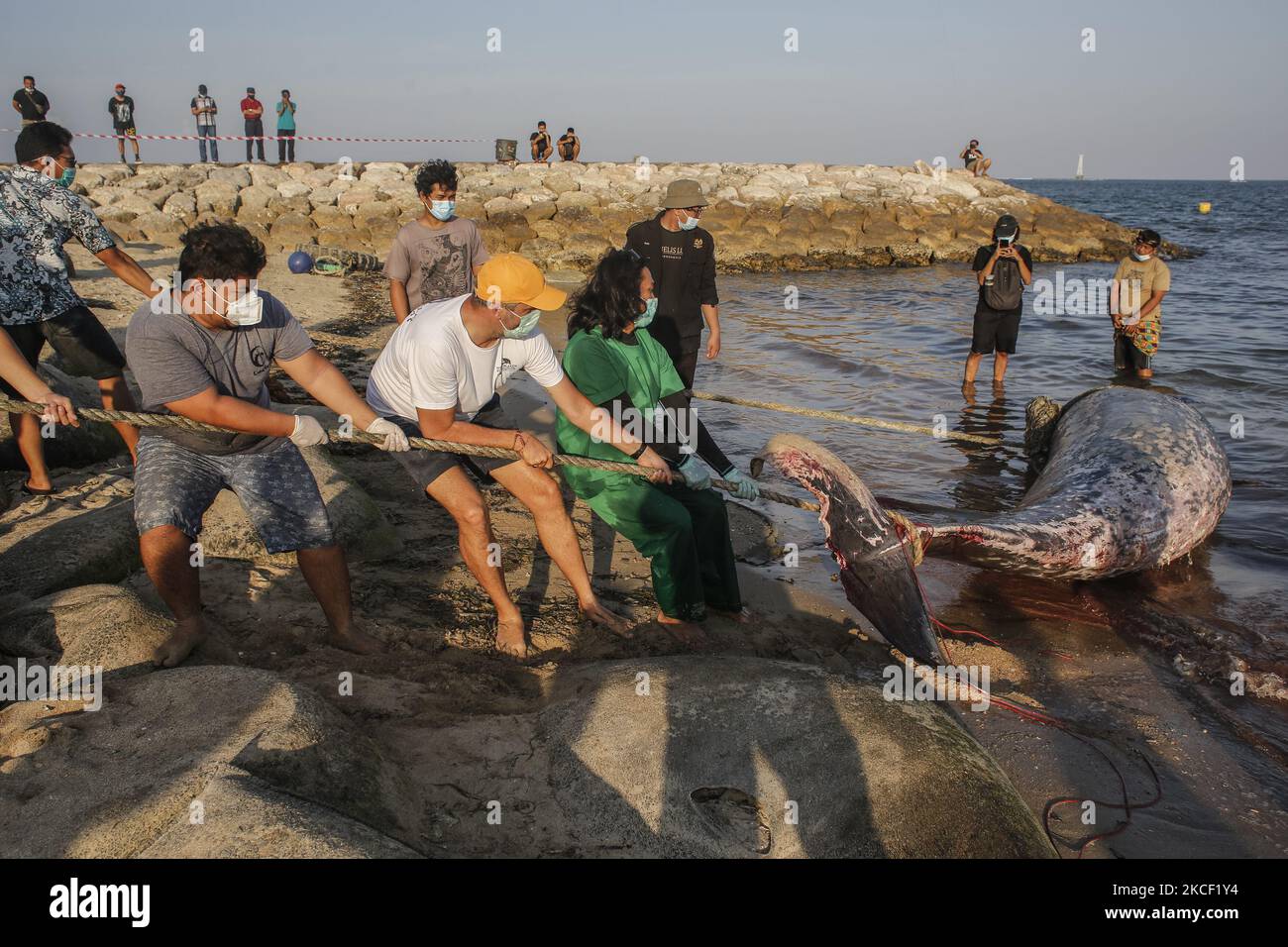 Volunteers tries to move a caracas of Cuvier Beaked Whale (Ziphius cavirostris) in Mertasari Beach, Denpasar, Bali, Indonesia on May 21 2021. This 5,3 meters whale was found dead by local floating off coast and being pulled to shore for necropsy and buried. Beaked Cuvier Whale is one of rare marine mammal which lives across Indonesian sea and can dive at 3000 meter above sea level. (Photo by Johanes Christo/NurPhoto) Stock Photo