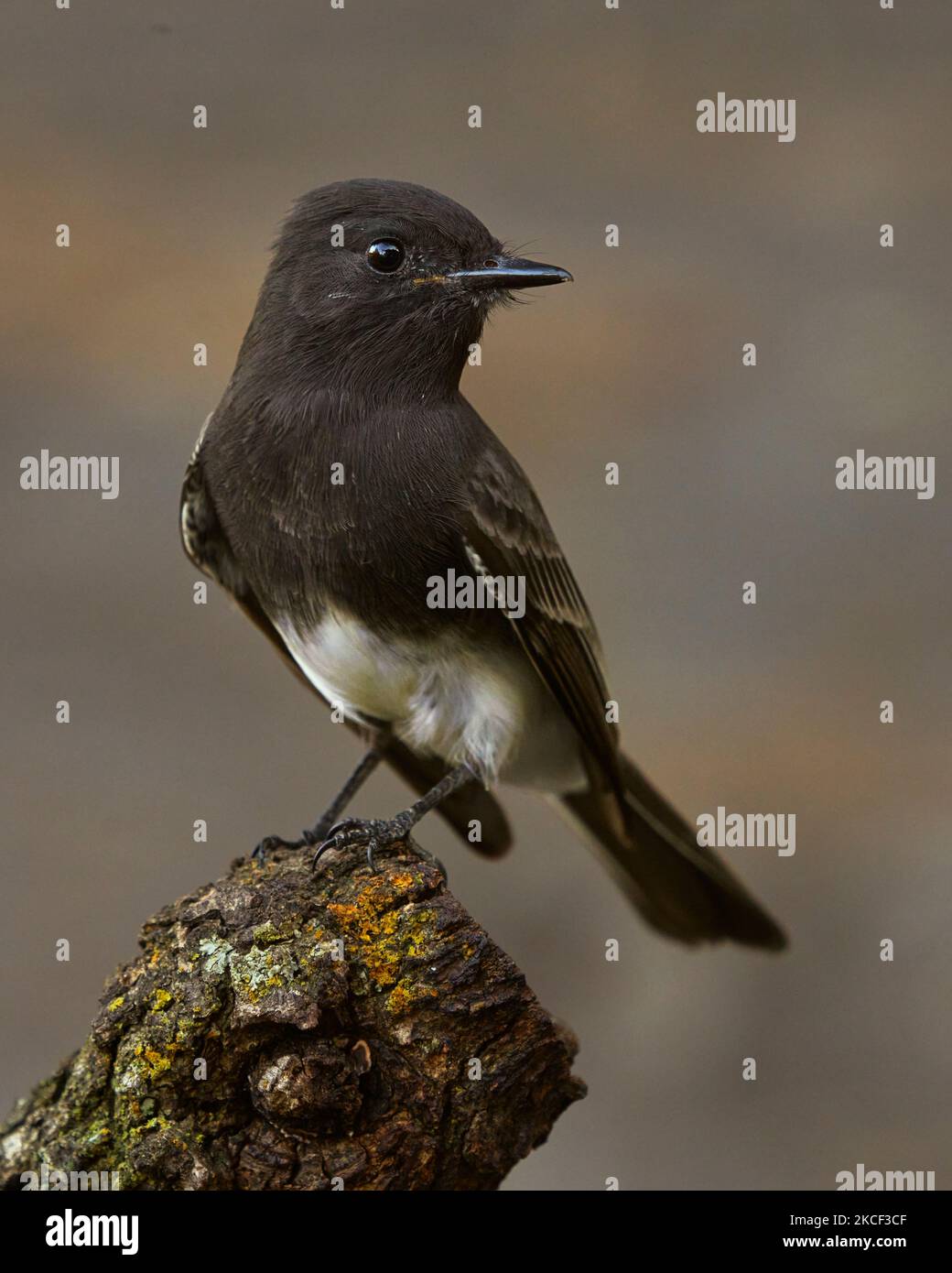 Black Phoebe (Sayornis nigricans) portrait, Sacramento County