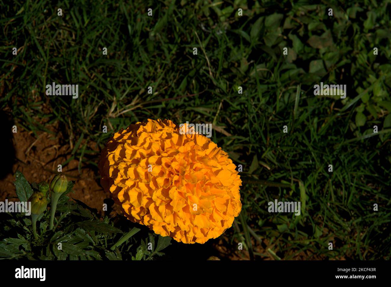 View of marigold flower and bud at Republic Day Flower Show, Lalbagh