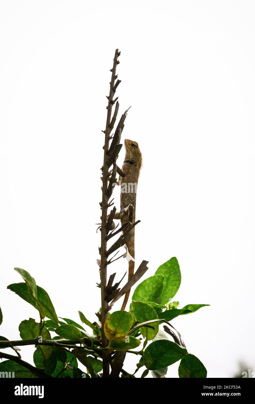Indian garden lizard camouflage hi-res stock photography and images - Alamy