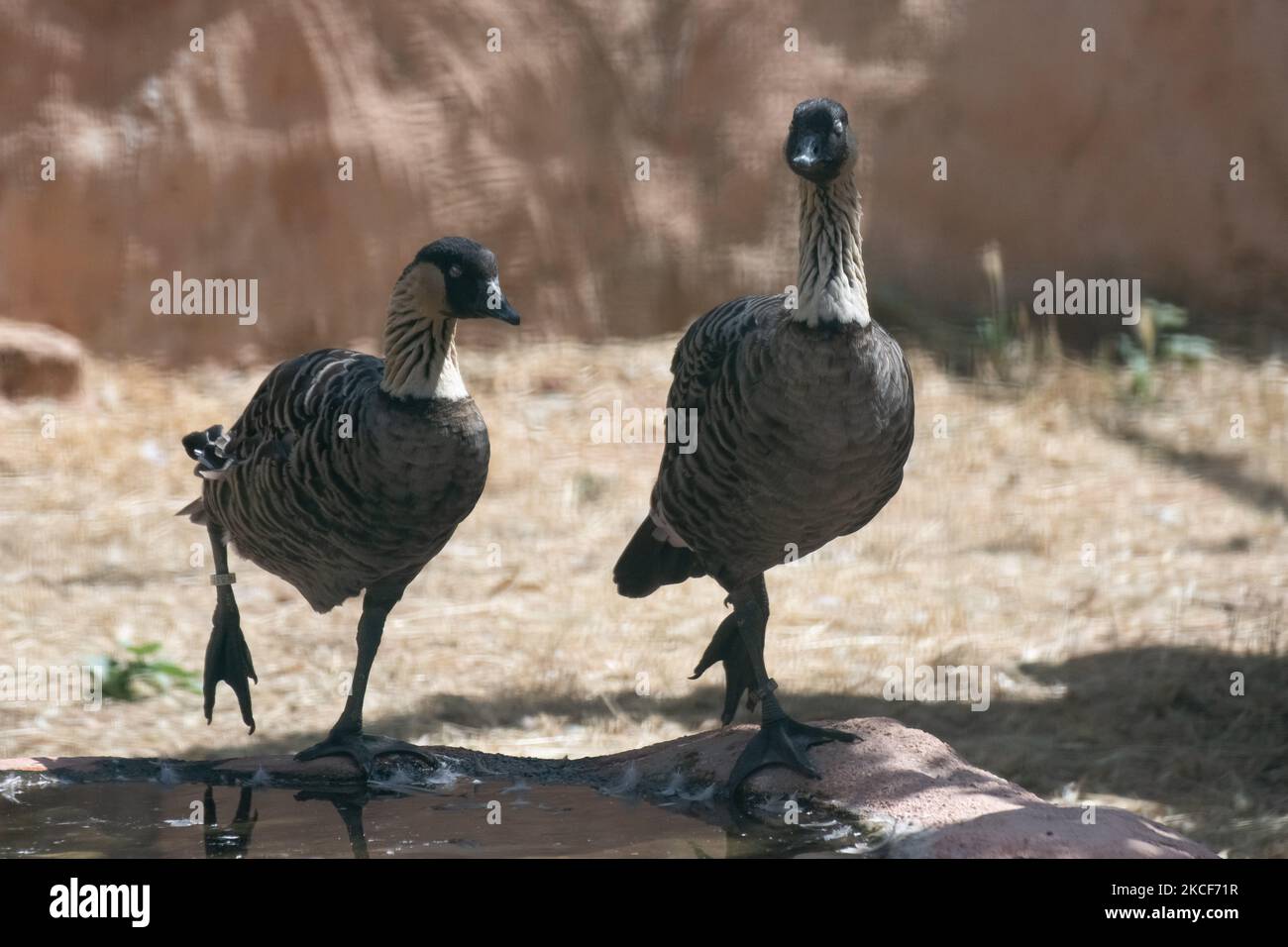 A view at the largest Attica Zoo Park in Greece on May 25, 2021. This