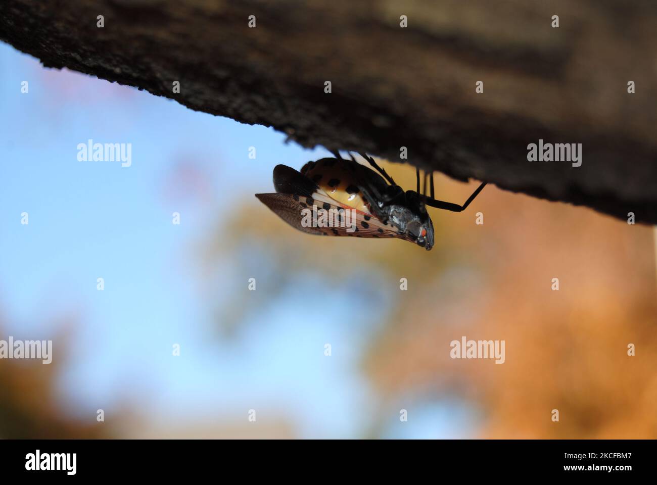 Rutherford, New Jersey, USA - Oct 29 2022: Pregnant spotted lanternfly. Autumn is when females lay egg masses that can contain 30 to 50 eggs each. Stock Photo