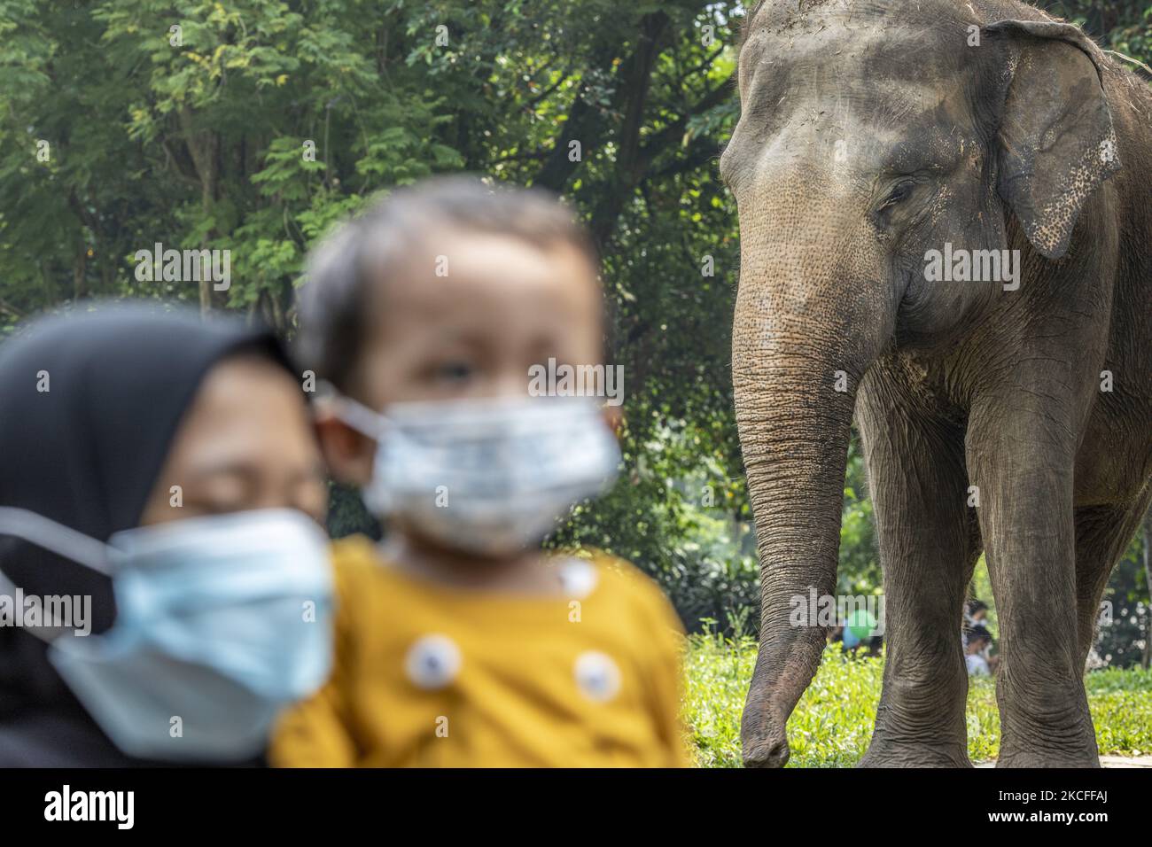 An Elephant look up to a family doing selfie. People visiting Ragunan zoo in Jakarta, Indonesia on May 31, 2021 in mid of pandemic with health protocol procedure during holiday of the born of Pancasila, the official, foundational philosophical of the state. (Photo by Donal Husni/NurPhoto) Stock Photo