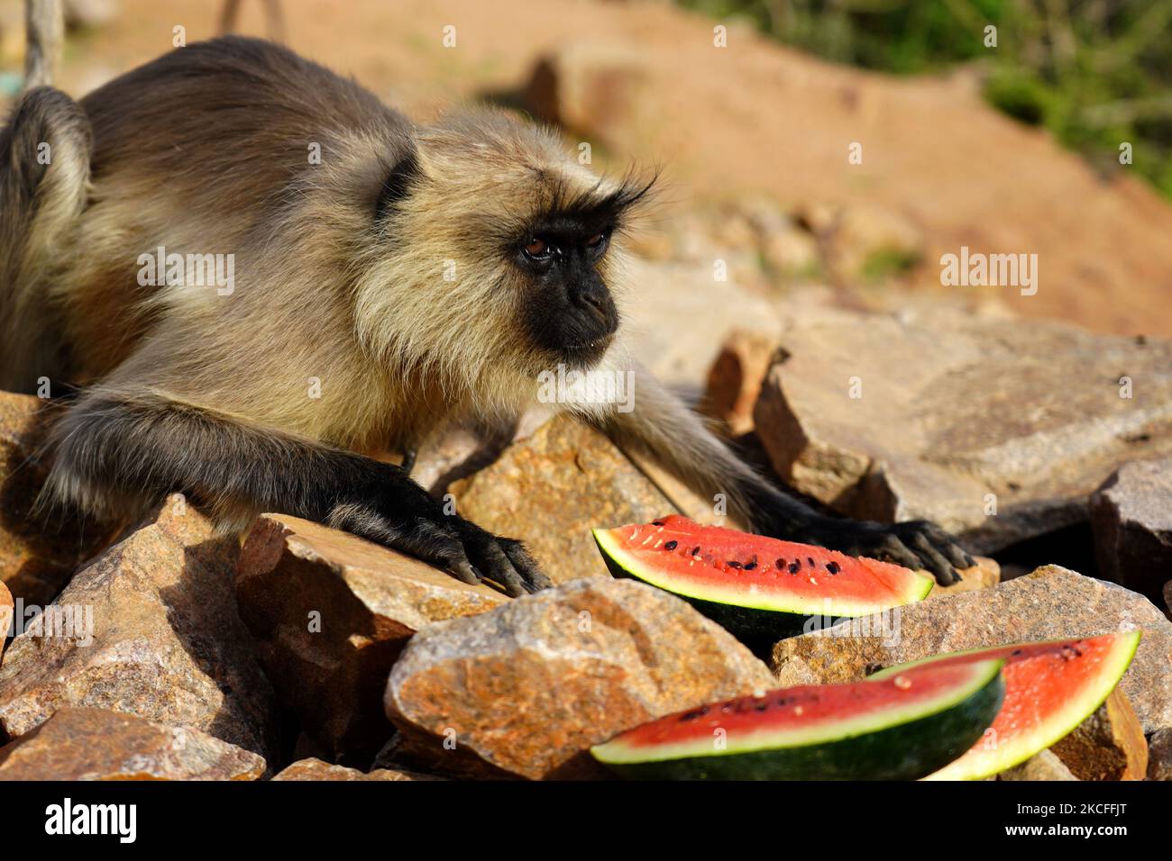 Melon Munching stock image. Image of eating, licking, amusing - 8013381