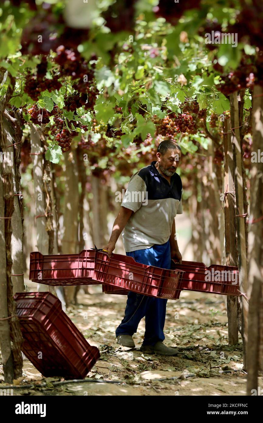 Workers collect harvested grapes in a grape field for export to Europe