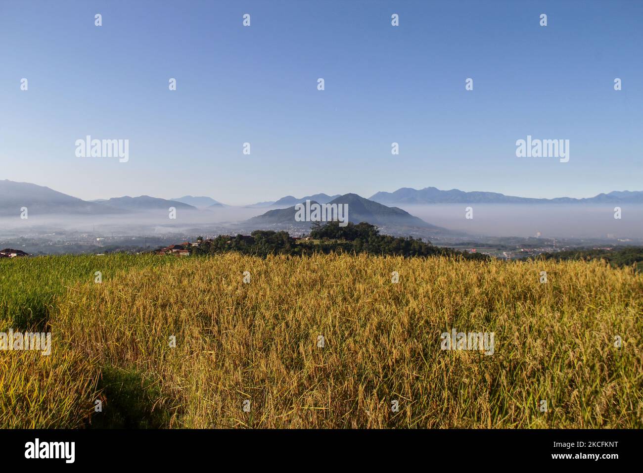 View of rice fields during harvest season on 05, June 2021 in Sumedang, Indonesia. The Central Statistics Agency (BPS) recorded that the Consumer Price Index inflation rate in May 2021 was 0.32 percent, an increase from the previous month. (Photo by Algi Febri Sugita/NurPhoto) Stock Photo