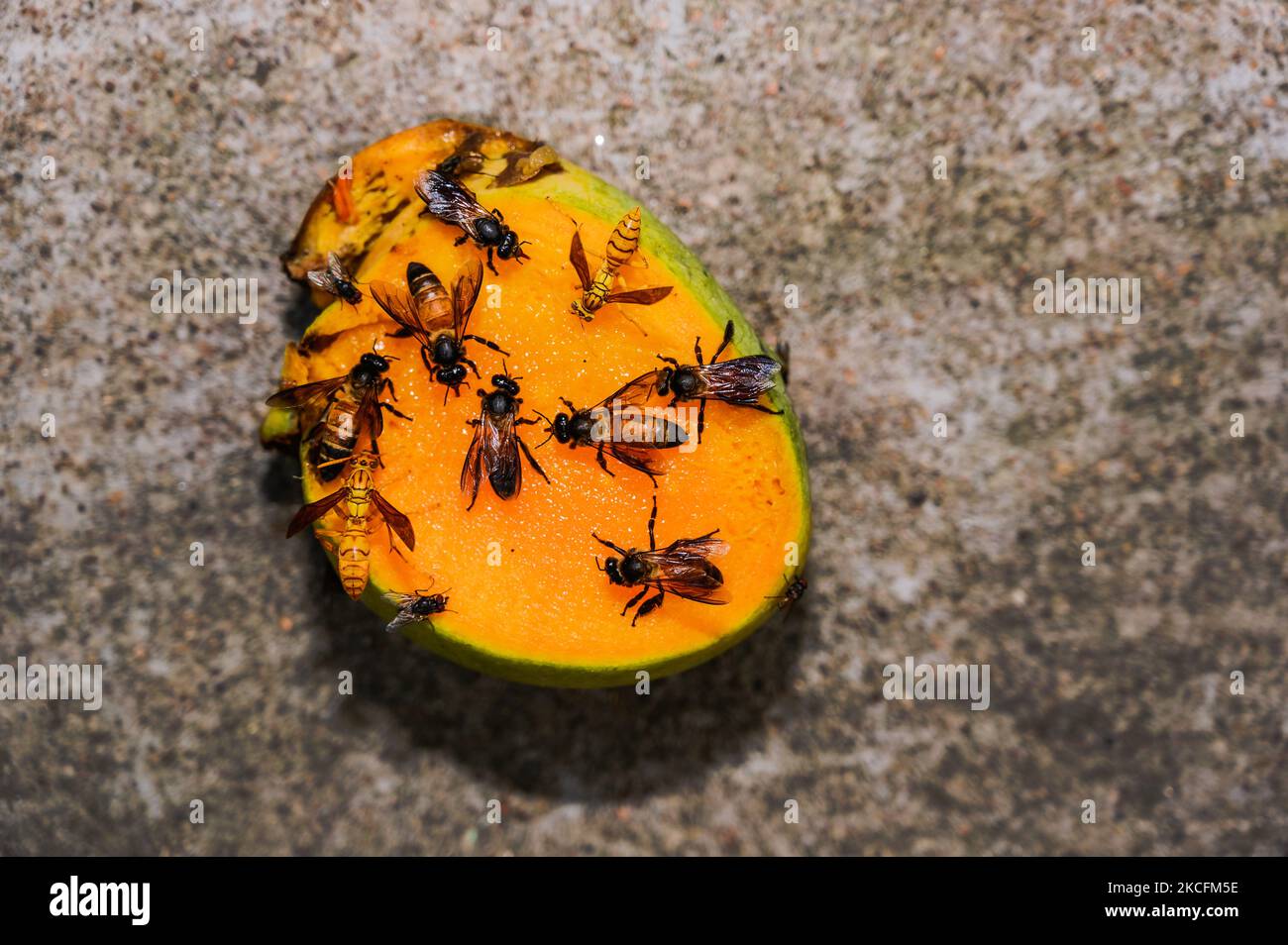 Aggressive insects like bees, yellow paper-wasp, and various flies sit on mango are seen on World Environment Day at Tehatta, West Bengal, India on 05 June 2021. Bees are among the hardest working creatures on the planet providing the important ecosystem service of ensuring pollination and thus reproduction of many cultivated and wild plants, which is crucial for food production, human livelihoods, and biodiversity, according to a report of the Food and Agriculture Organization (FAO) of the United Nations (UN). A rise in factors, such as pesticide use and urbanization, means that bees are curr Stock Photo