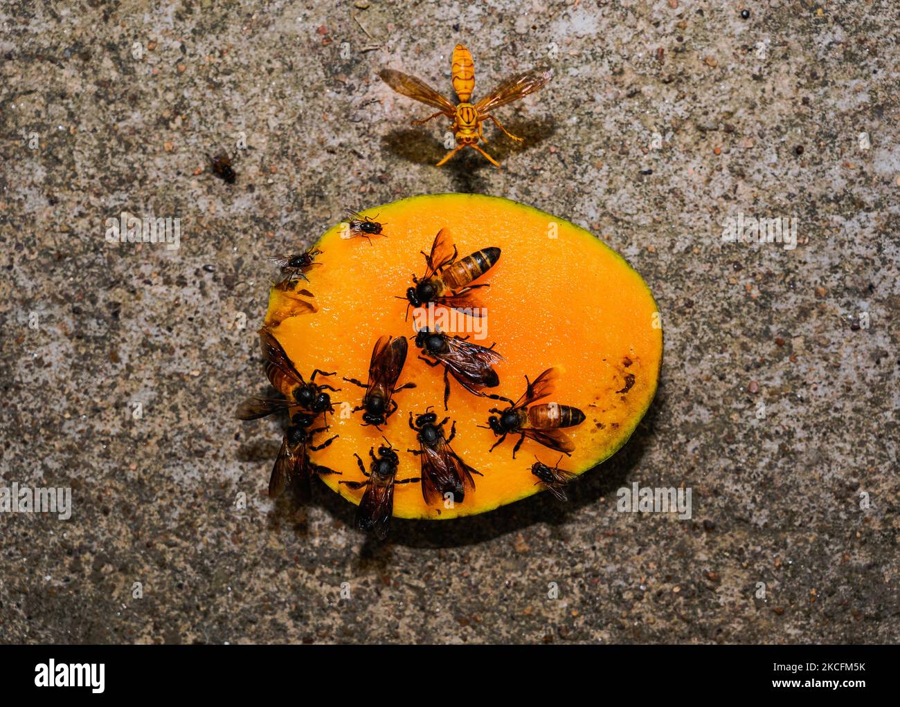 Aggressive insects like bees, yellow paper-wasp, and various flies sit on mango are seen on World Environment Day at Tehatta, West Bengal, India on 05 June 2021. Bees are among the hardest working creatures on the planet providing the important ecosystem service of ensuring pollination and thus reproduction of many cultivated and wild plants, which is crucial for food production, human livelihoods, and biodiversity, according to a report of the Food and Agriculture Organization (FAO) of the United Nations (UN). A rise in factors, such as pesticide use and urbanization, means that bees are curr Stock Photo