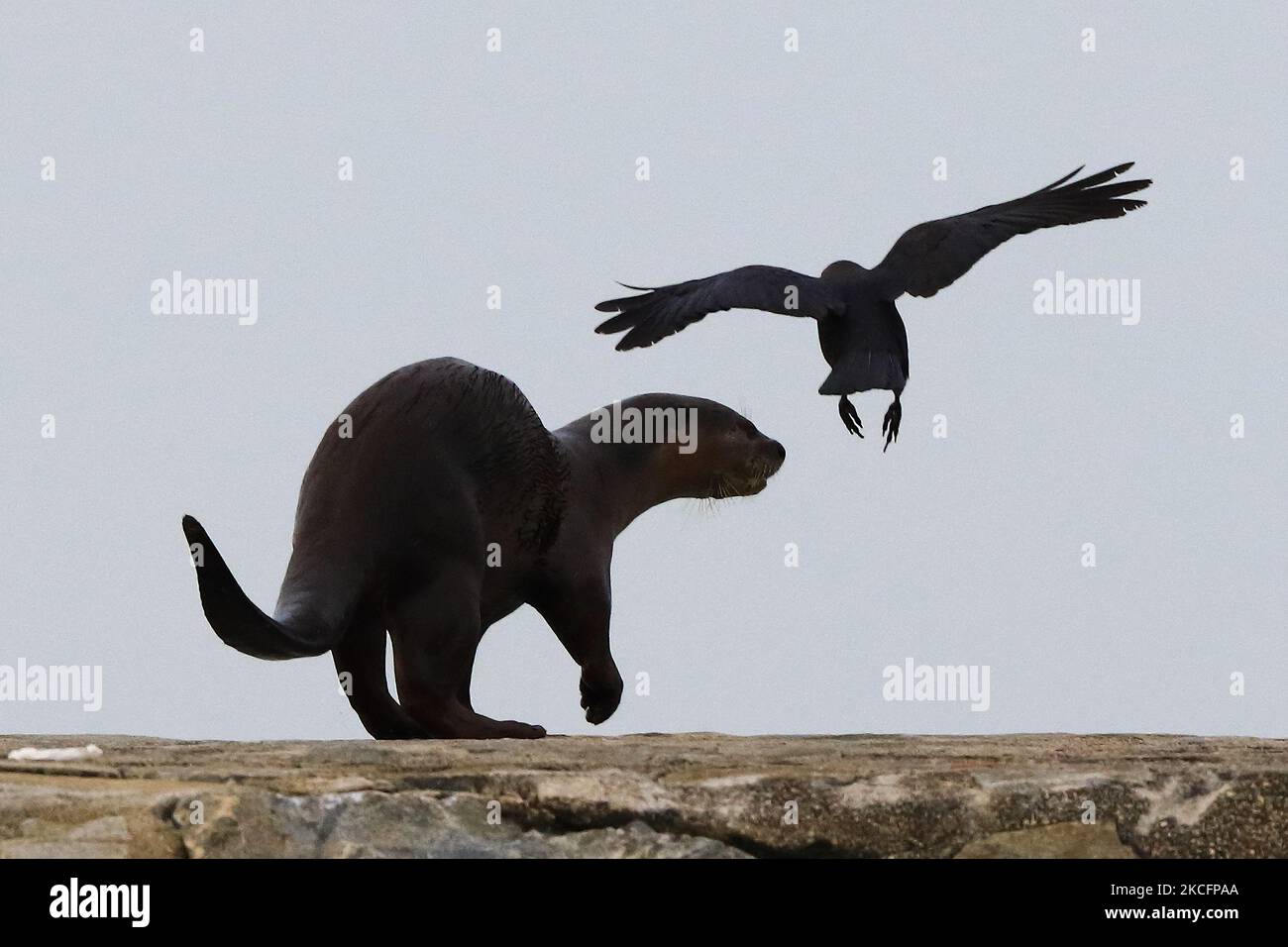 An otter keeps a lookout as a crow flies above while hunting for fishes on June 7, 2021 in Singapore. (Photo by Suhaimi Abdullah/NurPhoto) Stock Photo