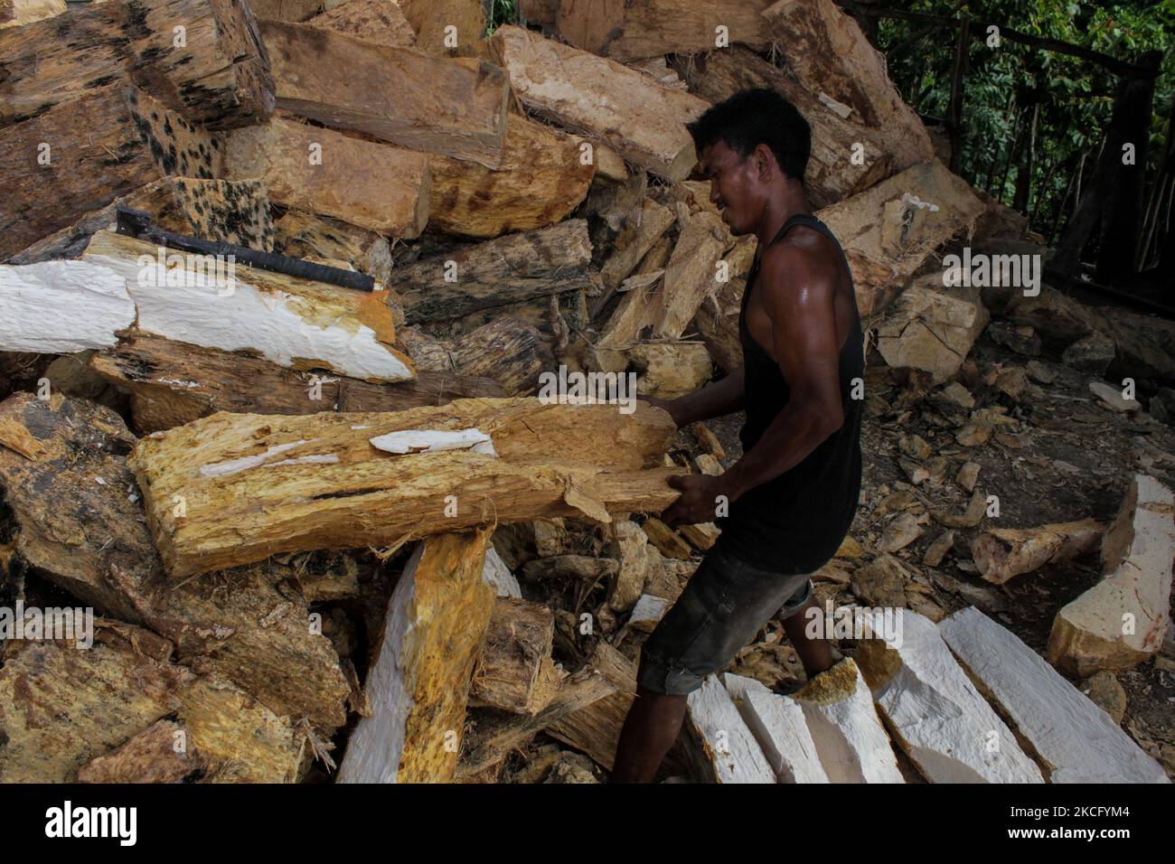 A worker is seen processing material from sago palms into flour at a village in Lhokseumawe, on June 11, 2021, Aceh Province, Indonesia. (Photo by Fachrul Reza/NurPhoto) Stock Photo