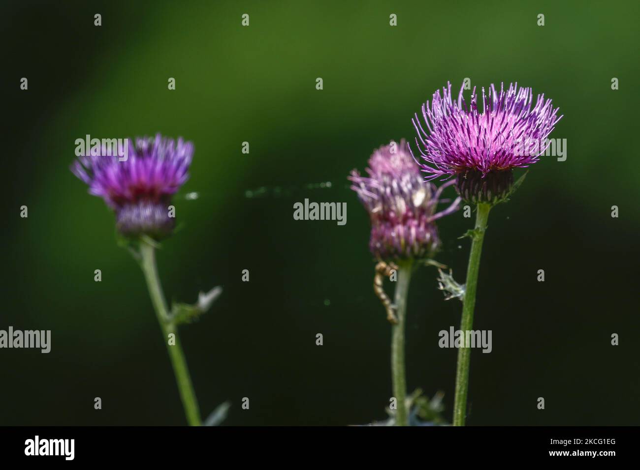In this photo taken date is June 7, 2021 Cirsium japonicum var. maackii full bloom near wetland in Sangju, South Korea. (Photo by Seung-il Ryu/NurPhoto) Stock Photo