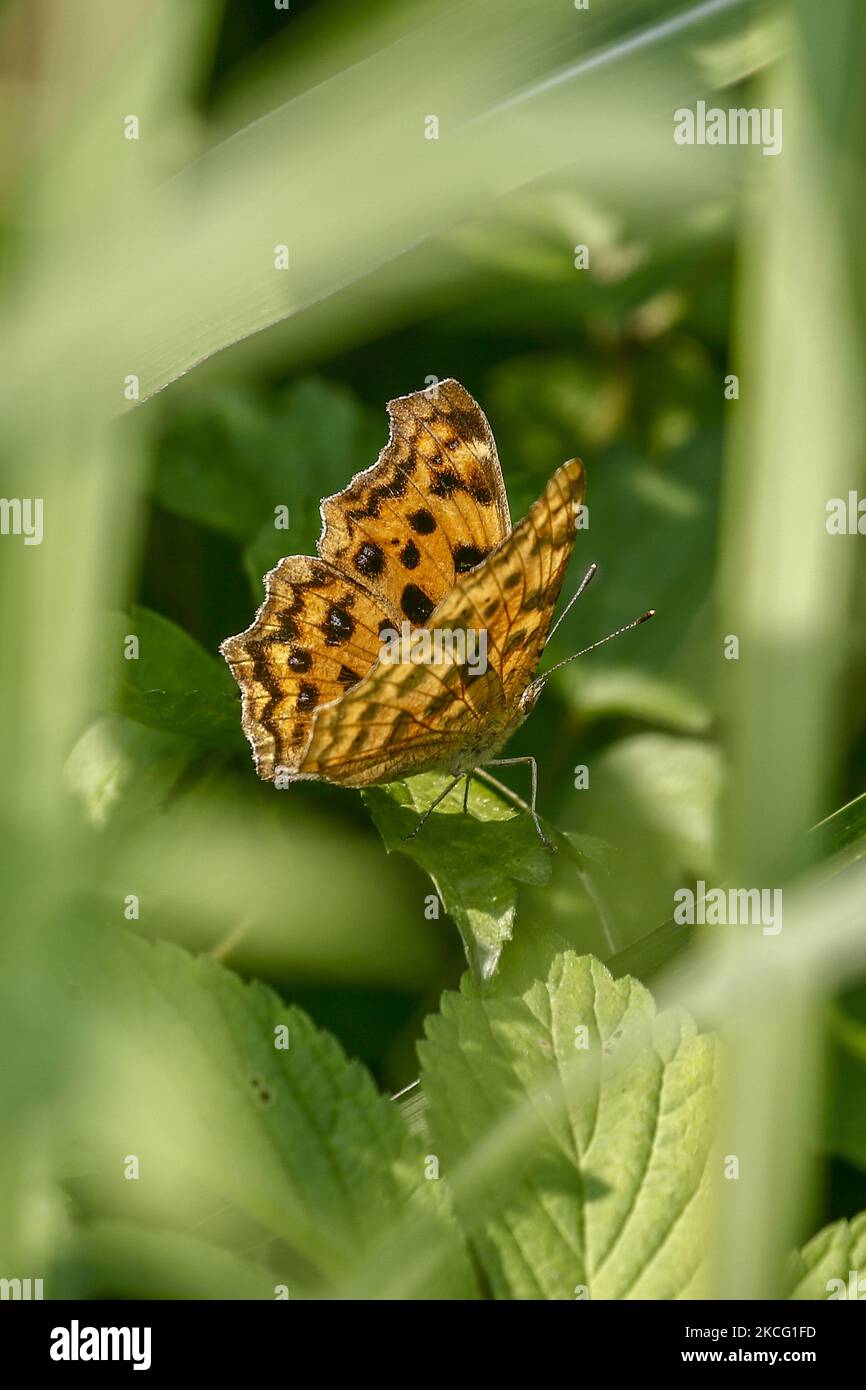 In this photo taken date is June 7, 2021 Polygonia caureum landed a