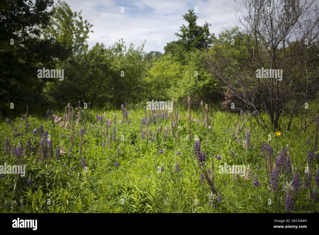 Meadow seen in Warsaw on June 14, 2021. (Photo by Maciej Luczniewski/NurPhoto) Stock Photo