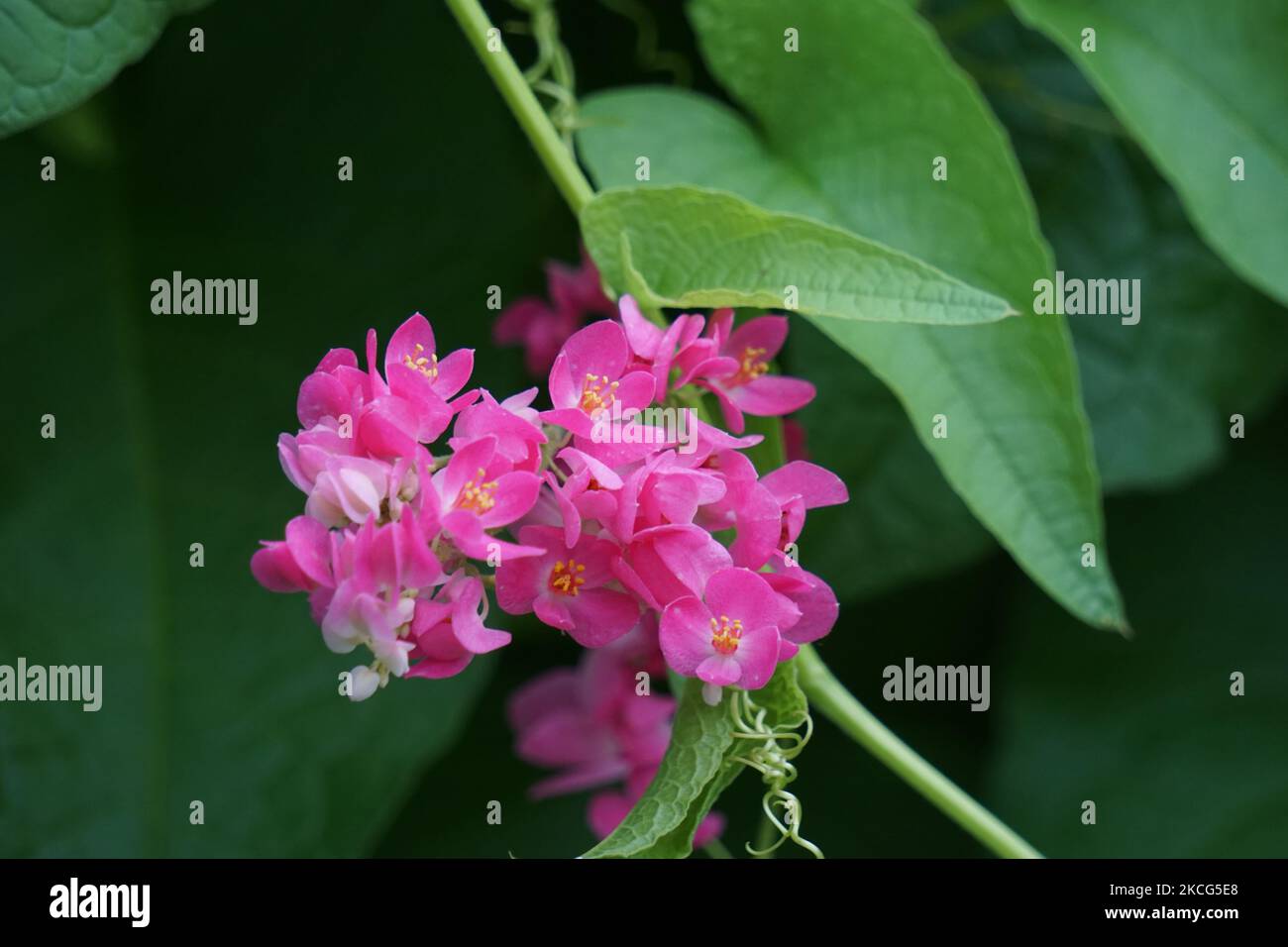 Mexican creeper (Also called Antigonon leptopus). This plant is good for the common flu (influenza) and period pains and many other symptoms Stock Photo