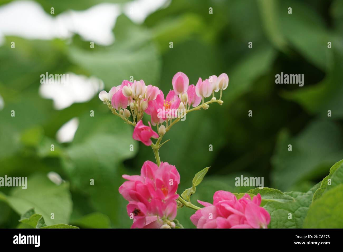 Mexican creeper (Also called Antigonon leptopus). This plant is good for the common flu (influenza) and period pains and many other symptoms Stock Photo