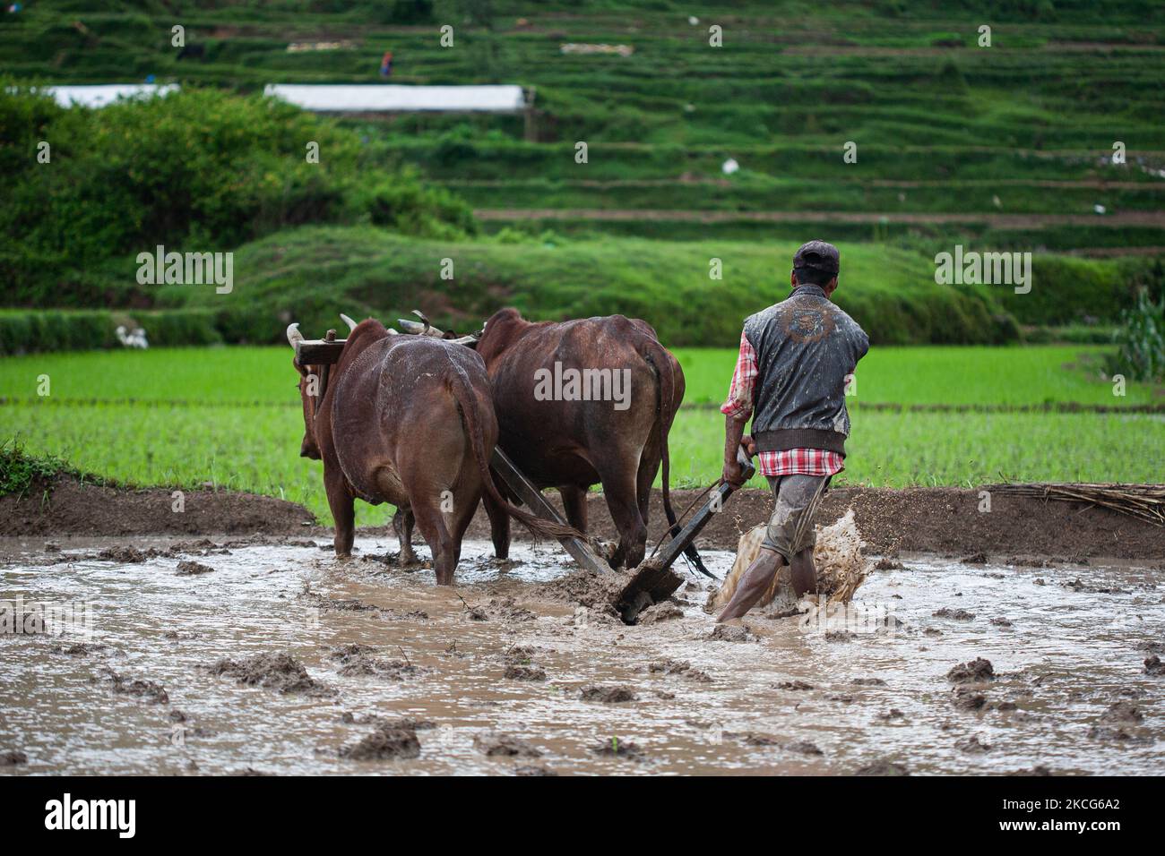 A Nepalese farmer plows the field with a wooden plow pulled by oxen before planting paddy saplings at Chhampi, Lalitpur on Thursday, June 17, 2021. With the onset of the monsoon in Nepal farmers, these days are busy planting paddy saplings. (Photo by Rojan Shrestha/NurPhoto) Stock Photo
